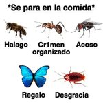 ¿Que hacer si uno de estos insectos se para en la comida?