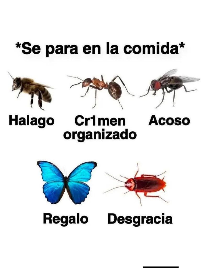 ¿Que hacer si uno de estos insectos se para en la comida?